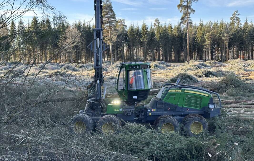 Nu tar man ner skogen !